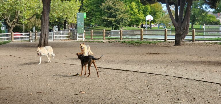 Pandora Off leash Dog Park Vancouver BC 14 768x363