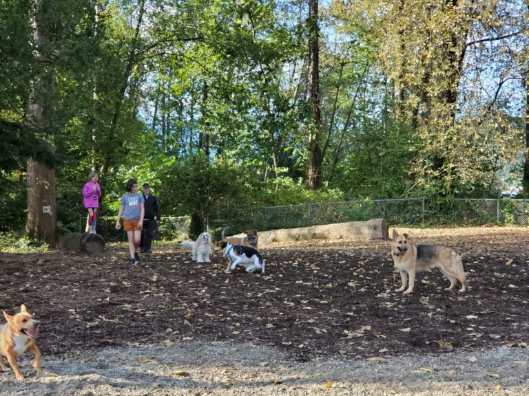 Mundy Park (offleash dog park), Coquitlam, BC The Dog Network