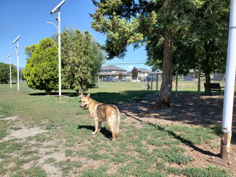 Rutland off leash dog park Kelowna BC 768x576