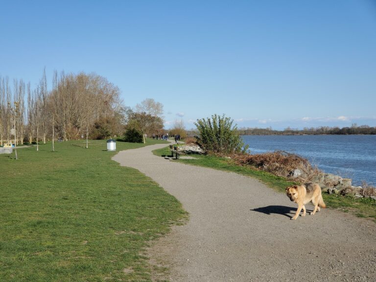 Steveston Community Park (offleash dog park), Richmond, BC The Dog
