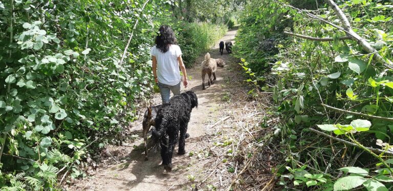 The Cozy Canine Dog Walking 768x373