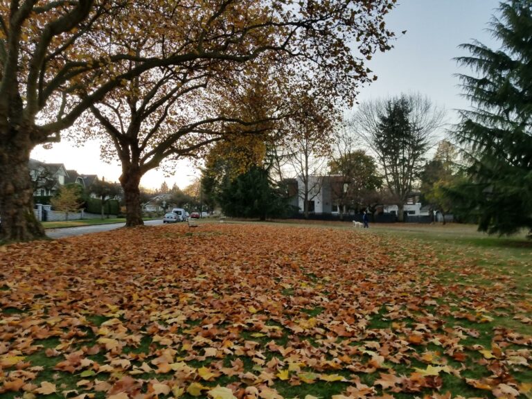 Valdez Off Leash Dog Park Vancouver BC 13 768x576