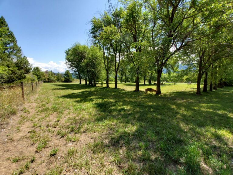 Vi Morphet Off Leash Dog Park Coldstream BC 5 768x576