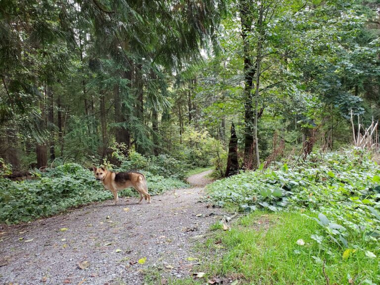 Westhill Off Leash Park and Trails Port Moody 768x576