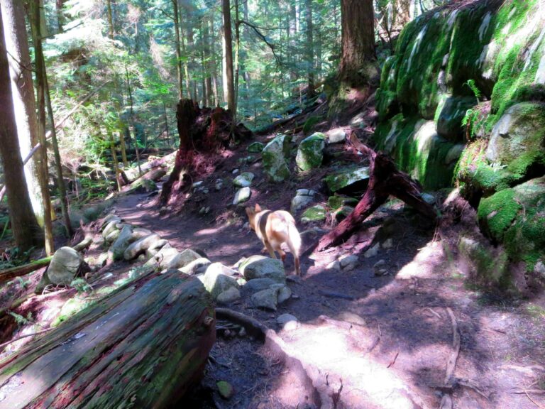 Whyte Lake off lash trail West Vancouver 768x576