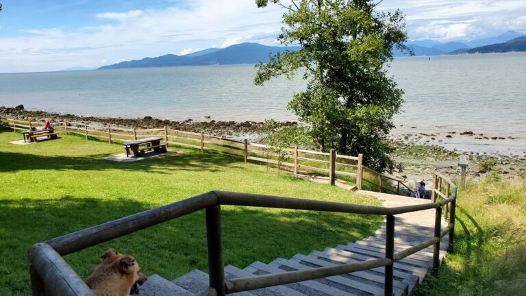 Acadia beach off leash dog park vancouver bc 10 768x432
