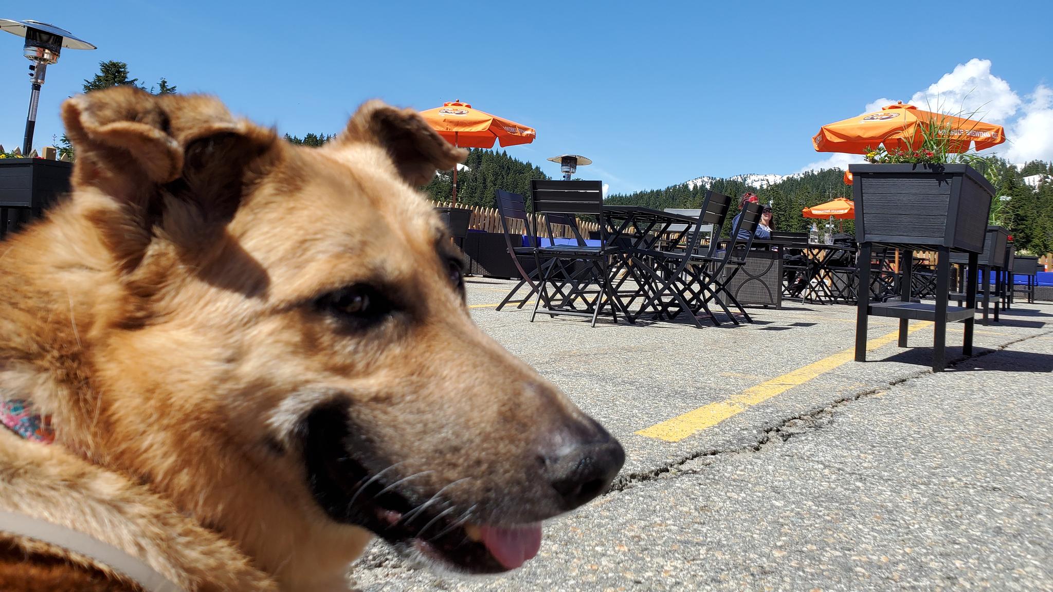 Cover image - dog-friendly patios