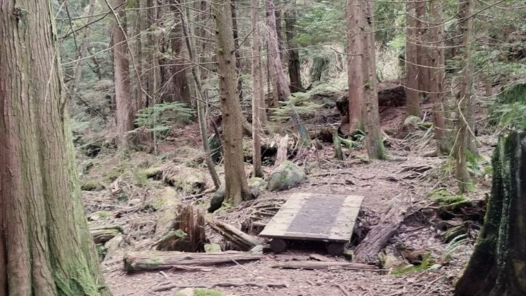 Ballantree Off Leash Dog Park West Vancouver BC 1 Ballantree off leash dog park west vancouver bc 1 768x432