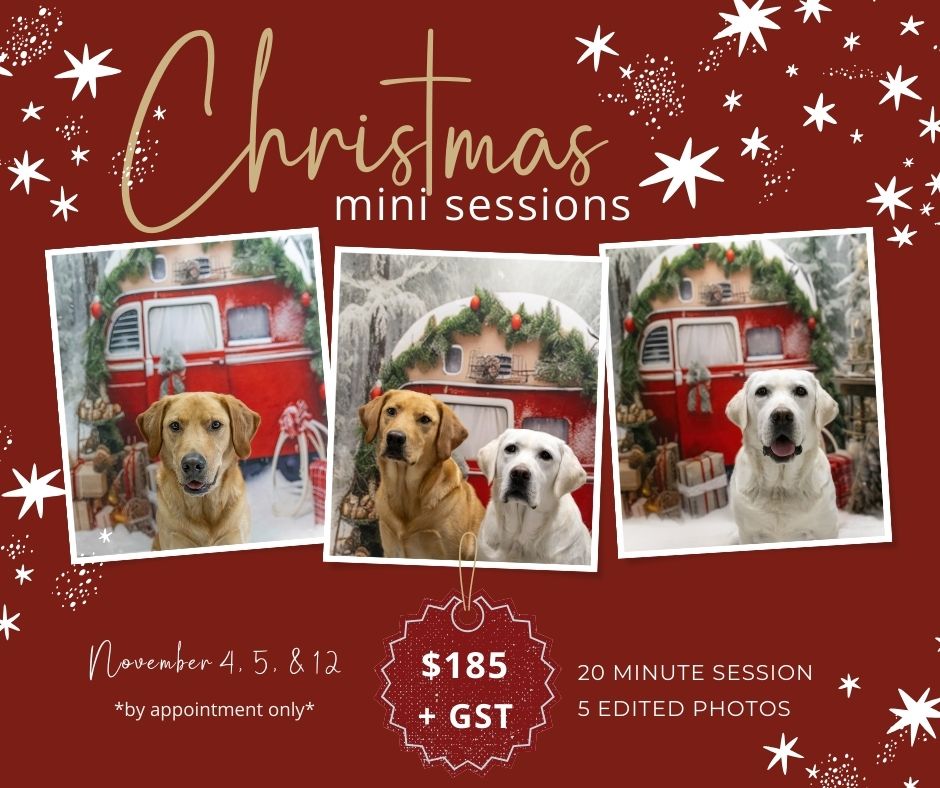An advertisement for a dog holiday photo session