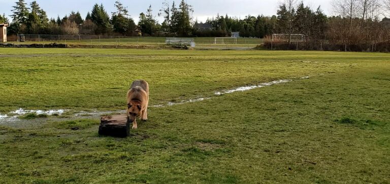 Frank Jones Memorial Off Leash Dog Park Ucluelet BC 2 768x363