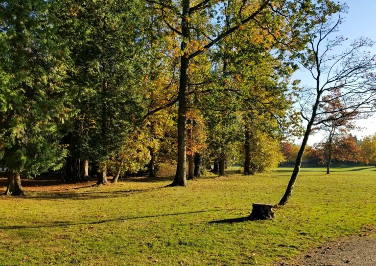 Sparwood Off Leash Dog Park Vancouver BC 4 768x544