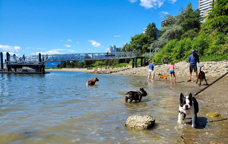 Sunset Beach Off Leash Dog Park Vancouver BC 3 1 768x486
