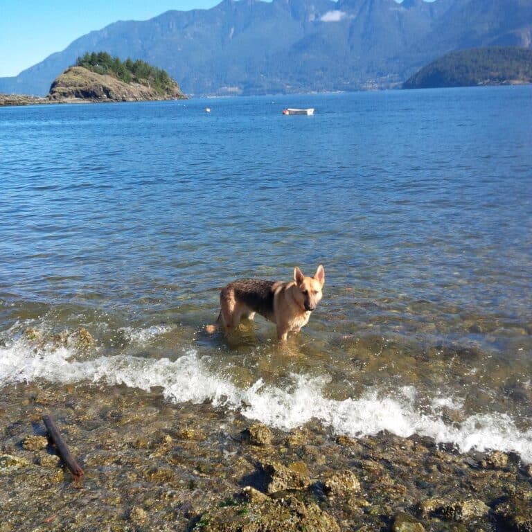 Cates Bay Beach off leash dog beach Bowen Island BC 10 1 768x768