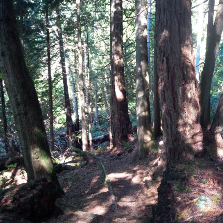 Crippen Regional Park off leash dog park Bowen Island BC 3 768x768