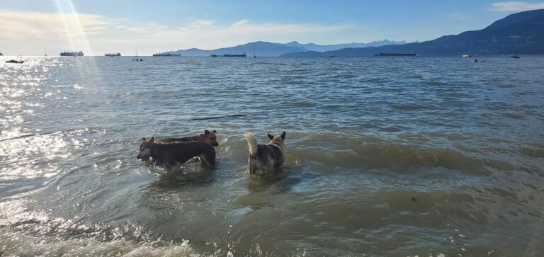 Hadden Park Dog Beach Vancouver 10 768x363