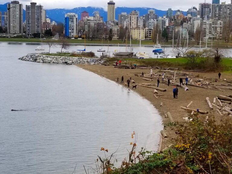 Hadden Park Dog Beach Vancouver 2 768x576