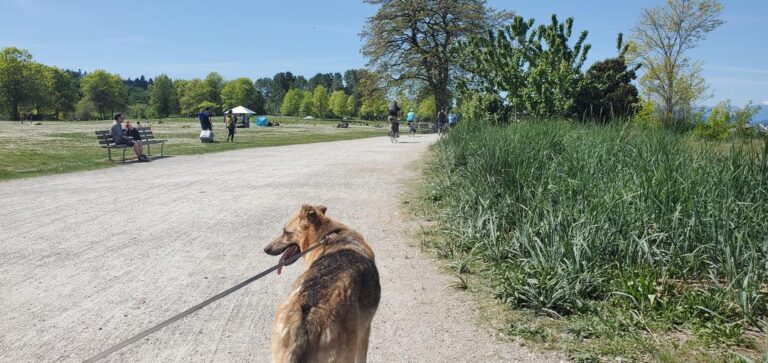 Jericho Beach on leash Park Vancouver BC 5 Jericho beach on leash park vancouver bc 5 768x363