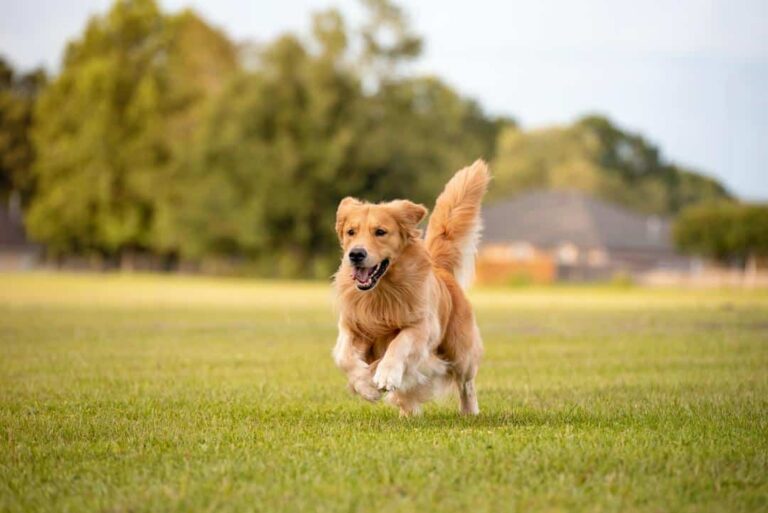 Generic Dog Pak Pic 768x513