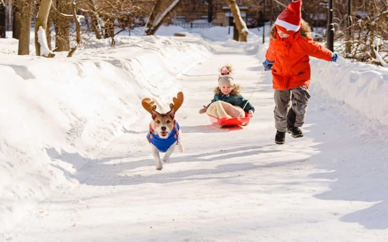 Dog running in the snow. Holiday events you can do with your dog.
