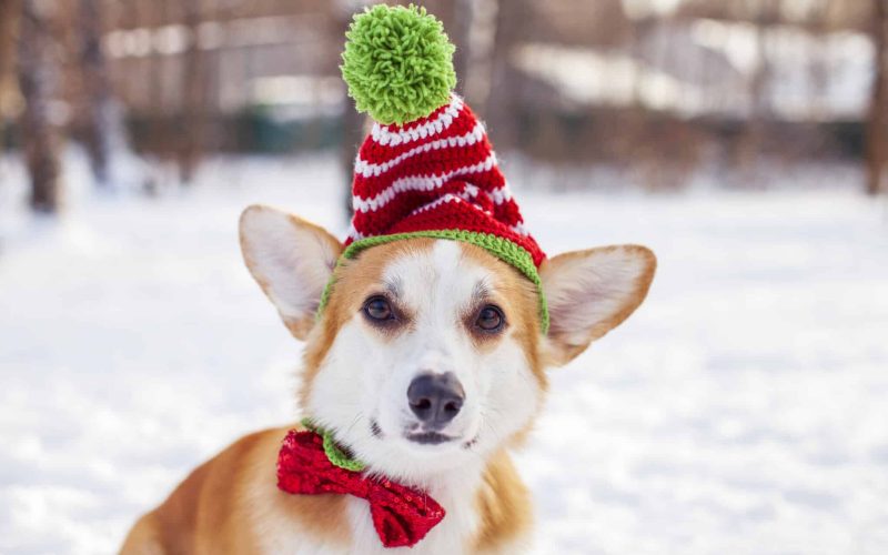 Corgi dog, Christmas outfit, snow forest