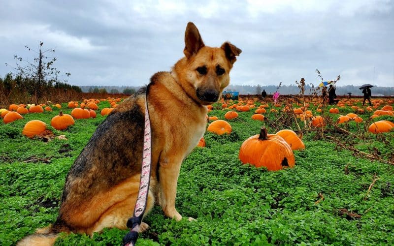 Rondriso Farms Dog Friendly Pumpkin Patch (15)
