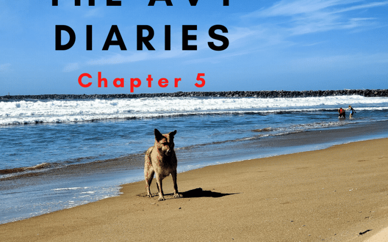 The Avy Diaries - Part 5