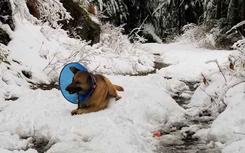 Winter Exercise is for the Dogs